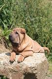 SHAR-PEI 890